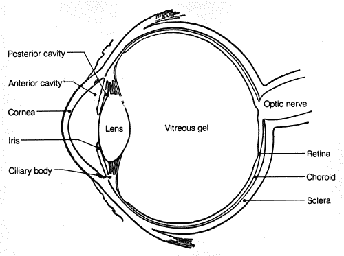 CBSE NCERT Board Class 8 Science : Chapter16-Light 3 word image 199