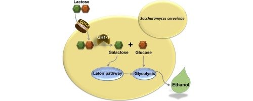 How Different Sugars Drive Yeast Respiration 6 image 1