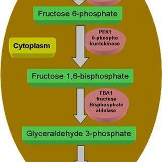 How Different Sugars Drive Yeast Respiration 3 image 2