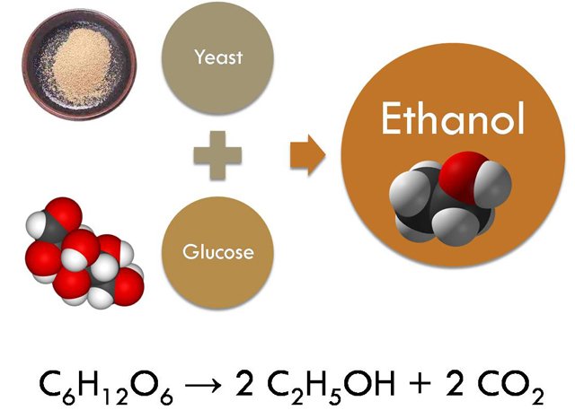 How Different Sugars Drive Yeast Respiration 8 image 5